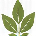 Icono de Suplementos Naturales